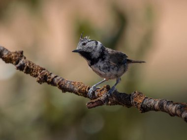European crested tit. (Lophophanes cristatus). 