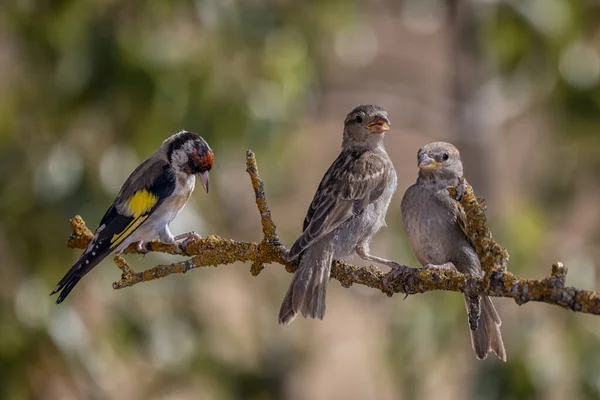 Birds Perched Branch — Stock Photo, Image