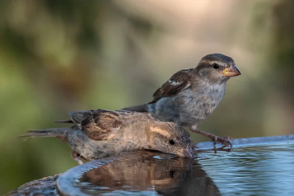 Female House Sparrows Passer Domesticus — Φωτογραφία Αρχείου
