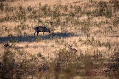 Doğal ortamlarında iki geyik..