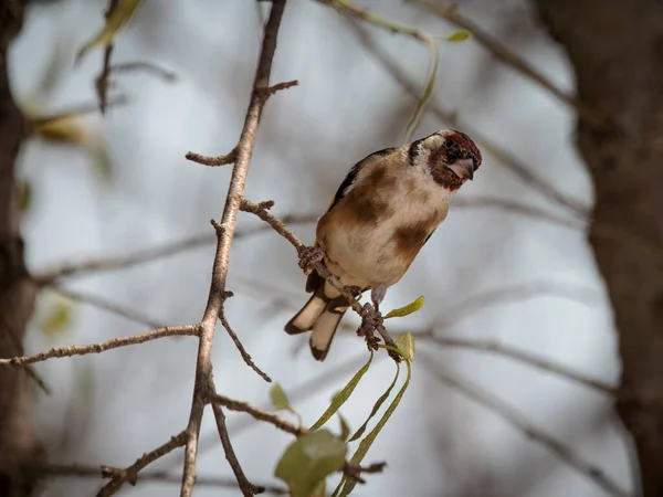 European Goldfinch Carduelis Carduelis — kuvapankkivalokuva