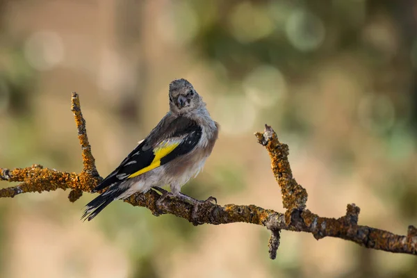 Pinzón Oro Europeo Carduelis Carduelis — Foto de Stock