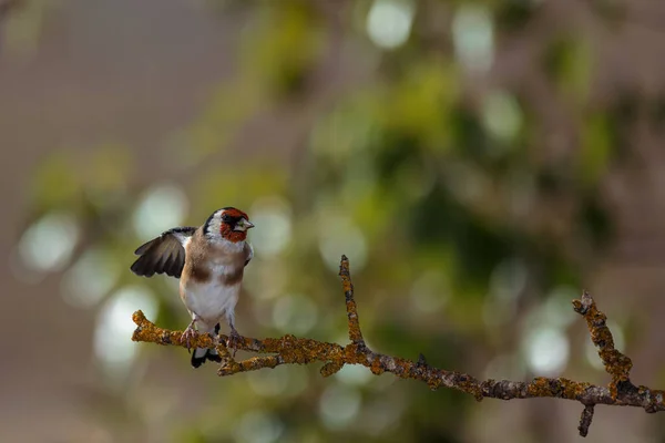 European Goldfinch Carduelis Carduelis — Zdjęcie stockowe