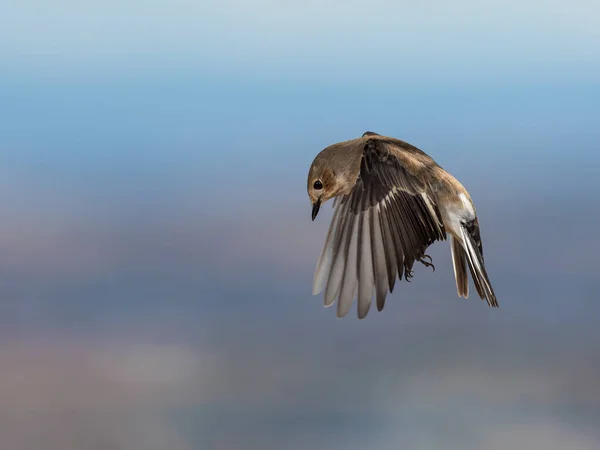 Apanhador Moscas Europeu Pied Ficedula Hypoleuca — Fotografia de Stock