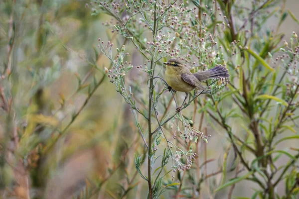 Szypułka Zwyczajna Phylloscopus Collybita — Zdjęcie stockowe