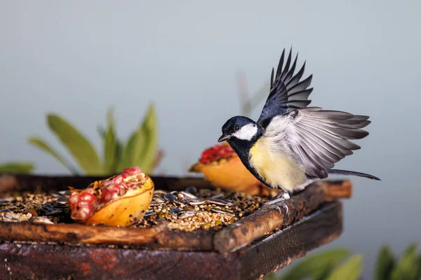 Széncinege Parus Jelentős Stock Fotó