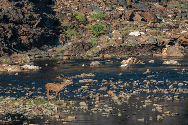 Jelen Národním Parku Monfrague Extremadura Španělsko — Stock fotografie