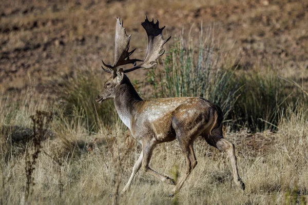 Fallow Deer Its Natural Environment — Stok fotoğraf