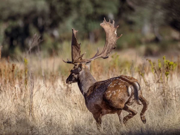 Fallow Deer Its Natural Environment — 스톡 사진