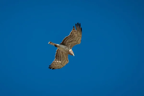 Schlangenadler Circaetus Gallicus — Stockfoto