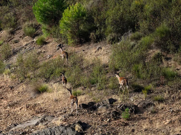 自然环境中的鹿和铰链 — 图库照片