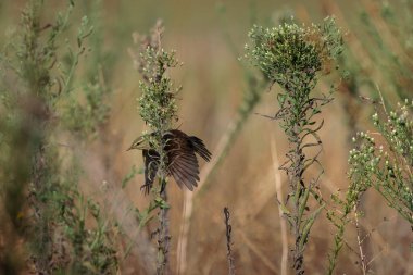 Willow çıvgın (Phylloscopus trochilus).