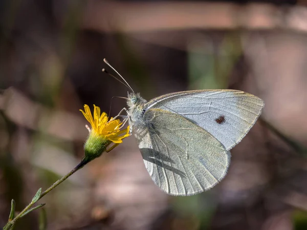 Motyl Ich Naturalnym Środowisku — Zdjęcie stockowe