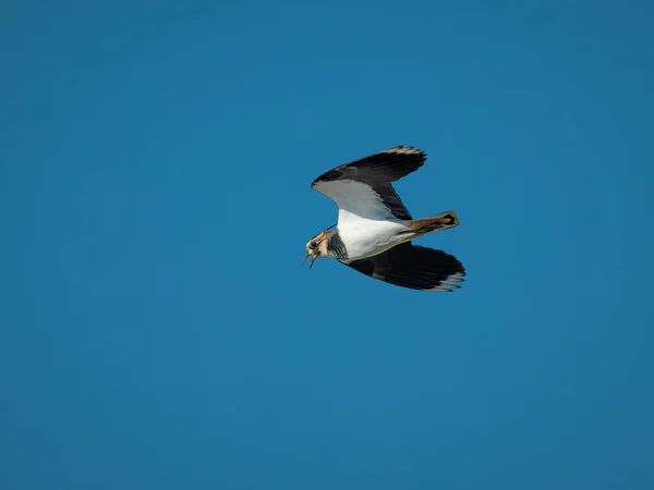 Kiebitz Vanellus Vanellus — Stockfoto