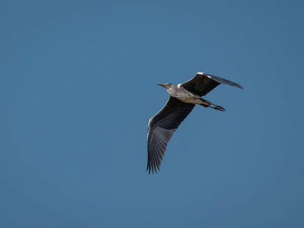 Graureiher Ardea Cinerea — Stockfoto