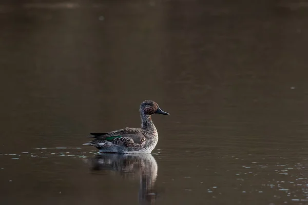 Duck Its Natural Environment — Stock Photo, Image