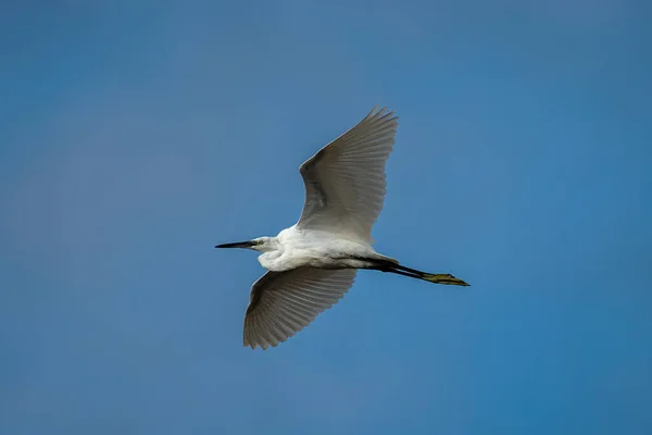 Kleine Zilverreiger Egretta Garzetta — Stockfoto