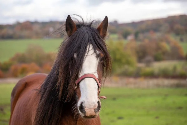Horse Mamífero Herbívoro Família Equdae Compreende Uma Única Espécie Cujas Imagens De Bancos De Imagens Sem Royalties