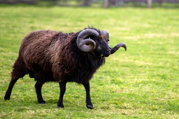 Aries Signo Del Zodíaco Está Representado Por Animal Carnero Las — Foto de Stock