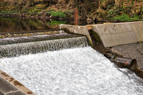 Carron Glen Wildlife Reserve, İskoçya, İngiltere Carron Nehri tarafından oyulmuş dik yamaçlı bir vadi boyunca uzanan güzel bir yerli meşe ve kül ormanıdır. Kanopi orman kuşları ile canlandırılır ve nehir balıkçılar ve balıkçılar için en iyi balıkçılığı sağlar..