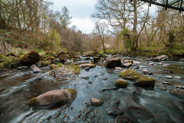 Carron Glen Wildlife Reserve Scotland Beautiful Native Oak Ash Woodland — стокове фото