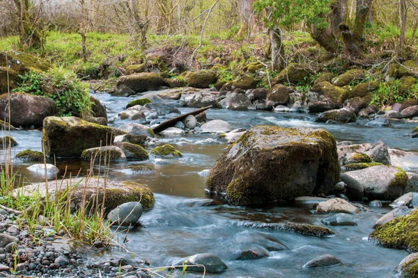 Carron Glen Wildlife Reserve Scotland Beautiful Native Oak Ash Woodland — стокове фото