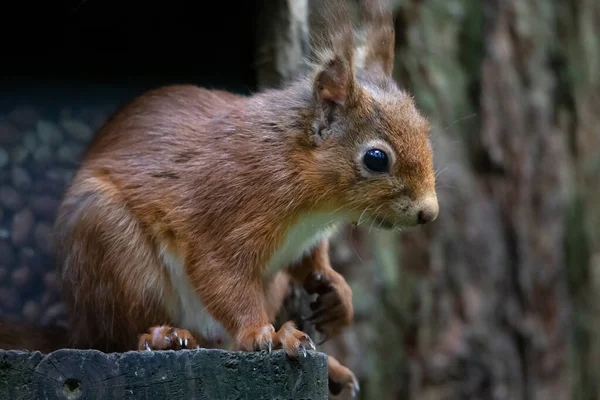 红松鼠 Red Squirrel Sciurus Vulgaris 是一种在欧洲和亚洲都很常见的树松鼠 红松鼠是一种树栖动物 主要是食草性啮齿动物 在英国 爱尔兰和意大利 — 图库照片