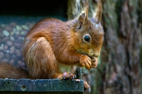 Kızıl sincap Sciurus vulgaris, Sciurus familyasından Avrupa ve Asya 'da yaygın olarak görülen bir ağaç sincabı türüdür. Kızıl sincap bir ağaçkakandır, esasen otçul kemirgendir. Büyük Britanya, İrlanda ve İtalya 'da sincap sayısı azaldı.