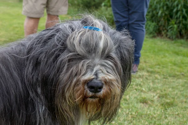 Brodaty Collie Pies Rasy Został Opracowany Szkocji Stada Owiec Bydła — Zdjęcie stockowe