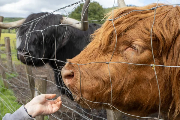 Highland cattle or Highland cow it\'s a Scottish breed of rustic cattle. It originated in the Scottish Highlands and the Outer Hebrides islands of Scotland and has long horns and a long shaggy coat.