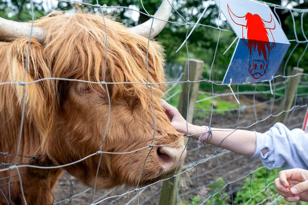Highland cattle or Highland cow it\'s a Scottish breed of rustic cattle. It originated in the Scottish Highlands and the Outer Hebrides islands of Scotland and has long horns and a long shaggy coat.
