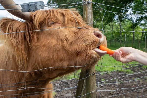 Highland cattle or Highland cow it's a Scottish breed of rustic cattle. It originated in the Scottish Highlands and the Outer Hebrides islands of Scotland and has long horns and a long shaggy coat.