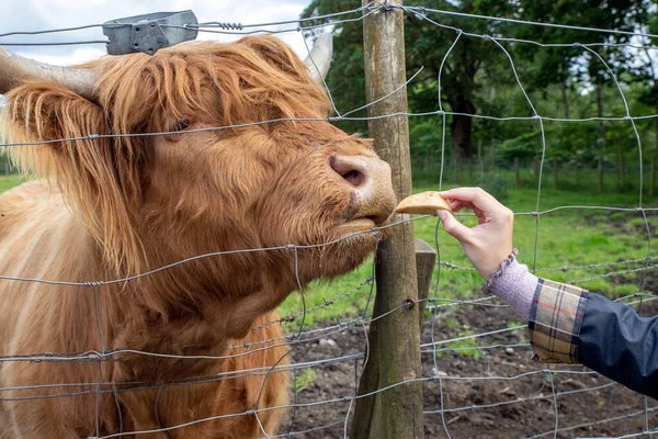 Highland cattle or Highland cow it\'s a Scottish breed of rustic cattle. It originated in the Scottish Highlands and the Outer Hebrides islands of Scotland and has long horns and a long shaggy coat.