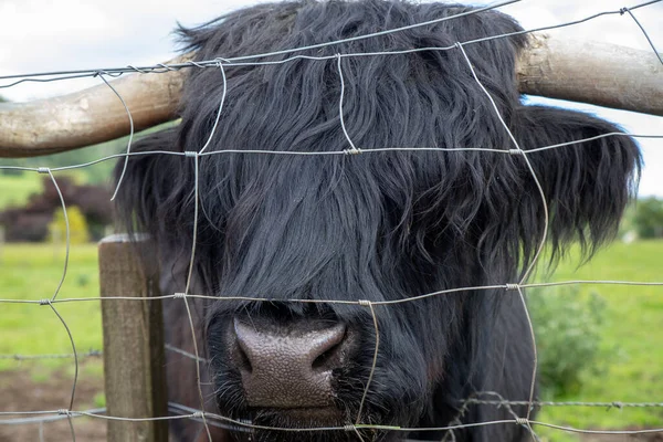 Highland Cattle Scottish Breed Rustic Cattle Originated Scottish Highlands Outer — Foto de Stock