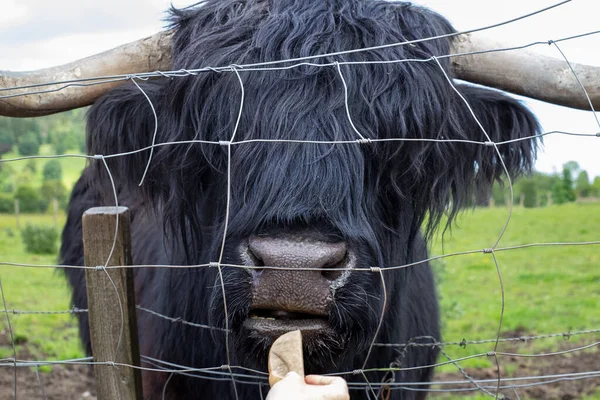 Highland Cattle Scottish Breed Rustic Cattle Originated Scottish Highlands Outer — Foto de Stock