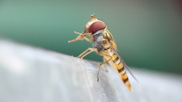 Fechar de hoverfly — Vídeo de Stock