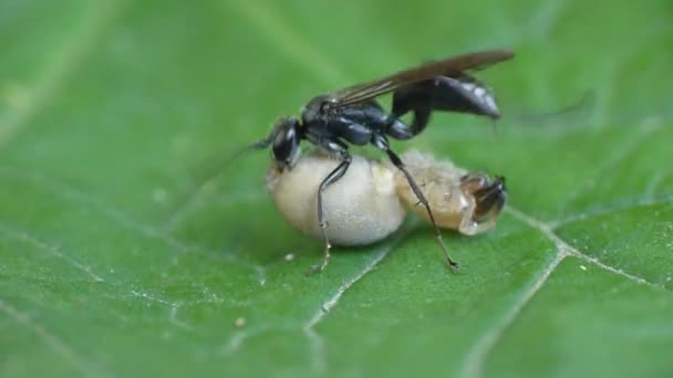 Black wasp with prey — Stock Video