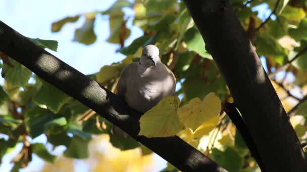 Colombes dans un arbre — Video