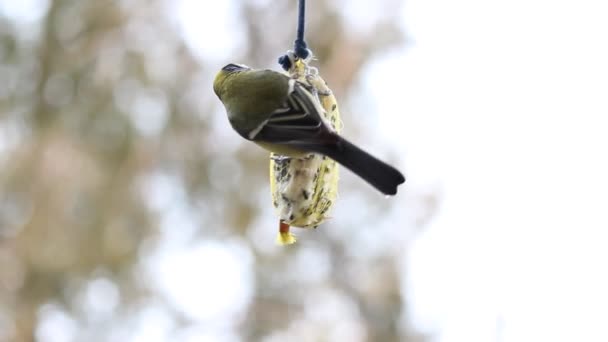 Mangeoire à oiseaux 