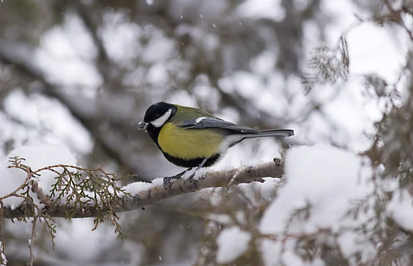 A bird in the snow