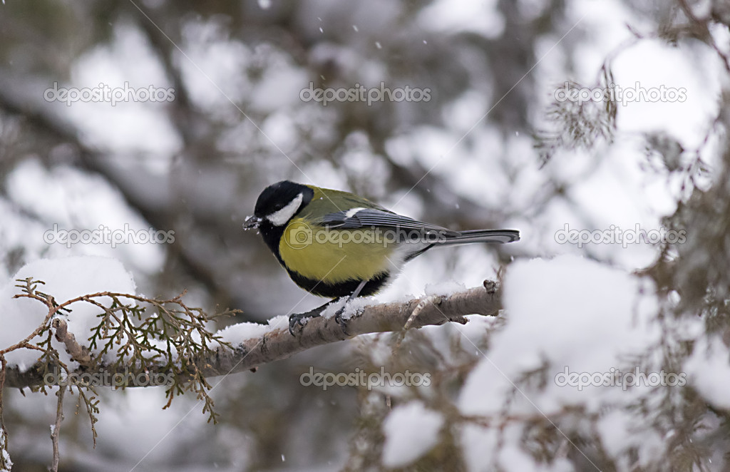 Un Oiseau Dans La Neige Photographie Dimijana 19080535