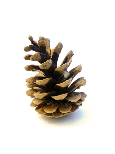 Pine cone — Stock Photo, Image