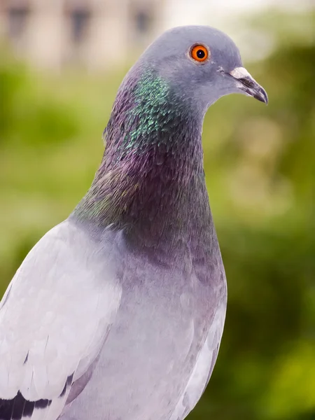 Taube — Stockfoto