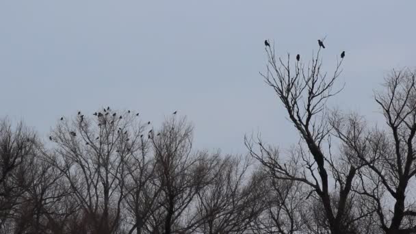 Kraaien in de bomen — Stockvideo