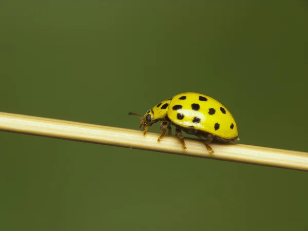 Coccinella gialla — Foto Stock