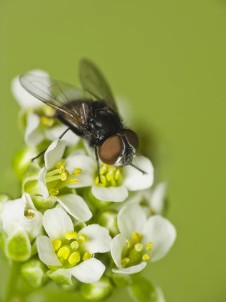 Fly on Flower — стоковое фото