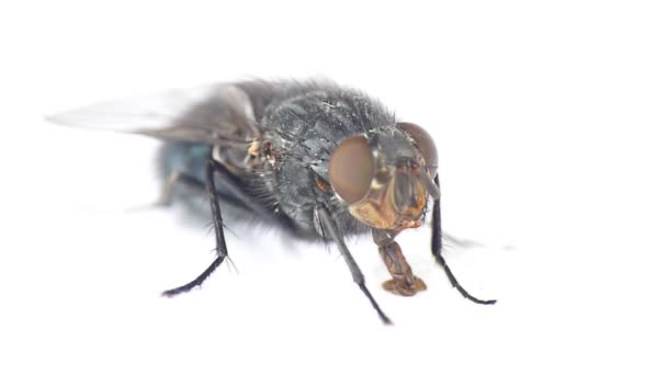 House fly — Stock Video