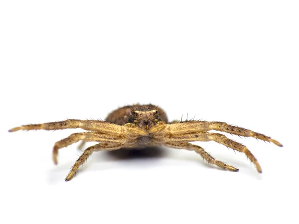 Araña en blanco — Foto de Stock