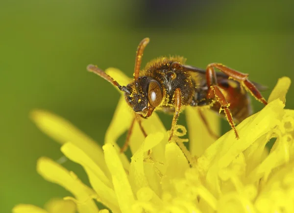 Wasp on a flower dandelion — Stock Photo, Image