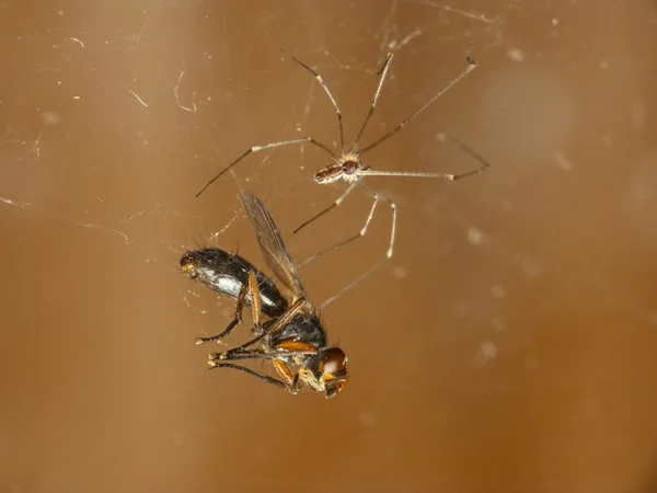 L'araignée et sa proie — Photo